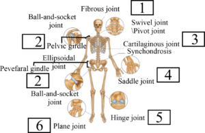 types of joints